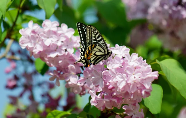 Picture macro, flowers, butterfly, spring, lilac