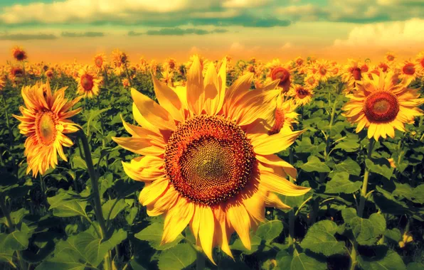 Picture field, sunflowers, flowers, flowering