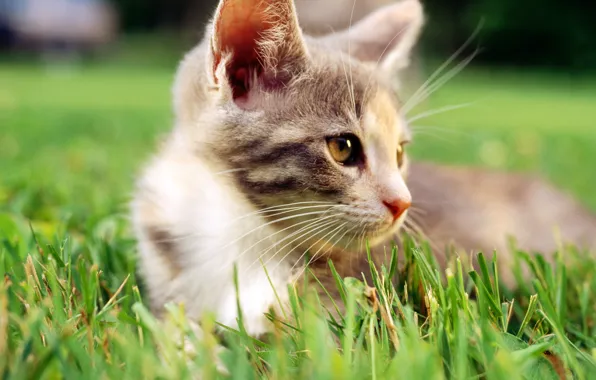 Picture cat, white, grass, cat, macro, cat