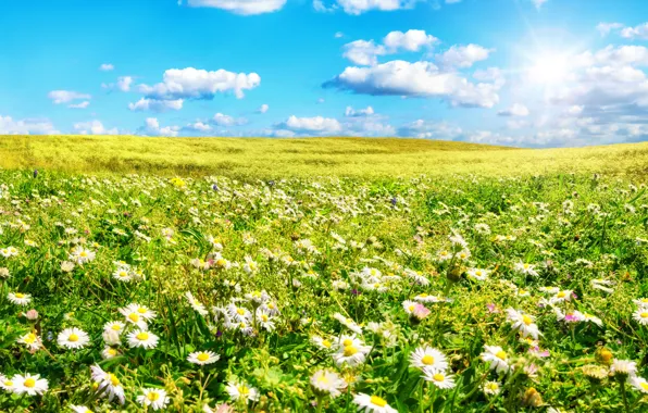 Picture field, summer, the sky, grass, the sun, clouds, flowers, chamomile