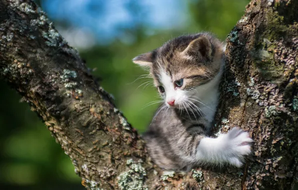 Picture baby, kitty, on the tree