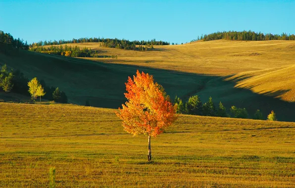 Picture field, autumn, the sky, landscape, tree, the wind, hills, birch