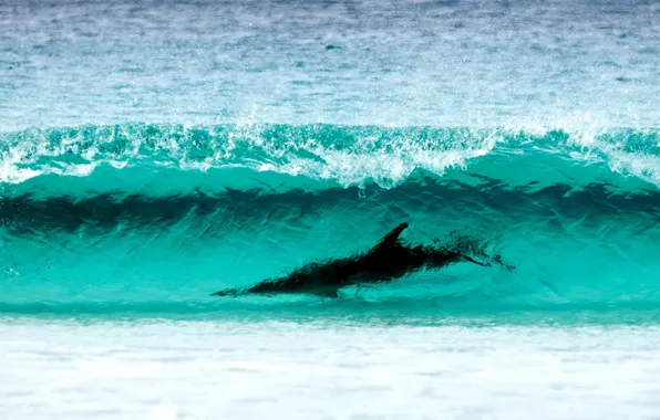 Picture sea, nature, water, shore, dolphin, Cape, Surfing, Le Grand NP, breathtaking sight, wave turquoise color