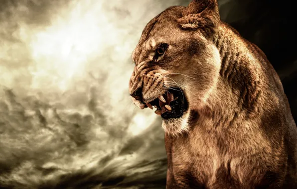 Picture cat, animal, anger, HDR, Lioness, roar