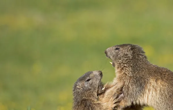 Picture a couple, showdown, rodents, marmots, Who's the boss?, Alpine marmots