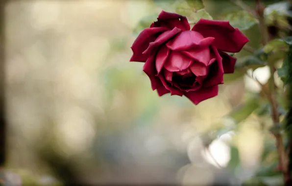 Picture flower, rose, petals, stem, red
