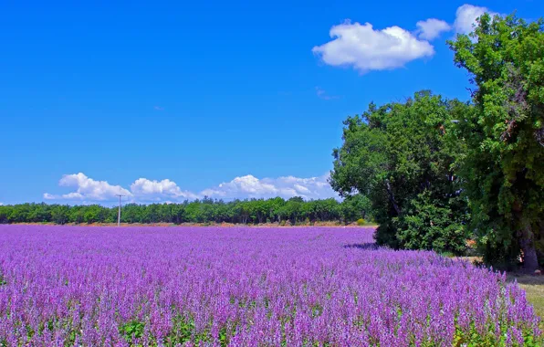 Picture road, field, trees, flowers, France, meadow, lavender, plantation