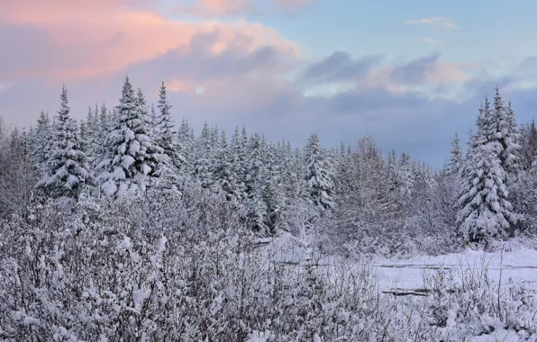 Picture winter, forest, snow, ate, Canada, Canada, Newfoundland, Newfoundland