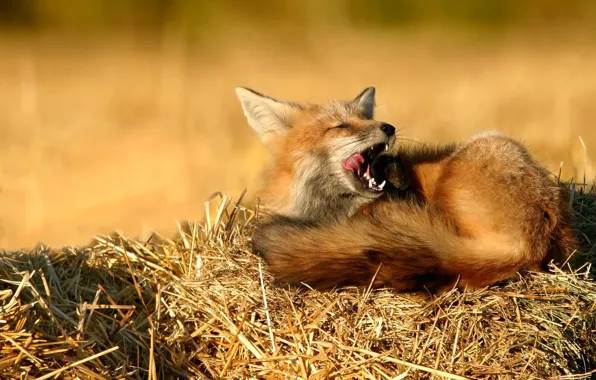 Picture nature, stay, sleep, Fox, hay, straw