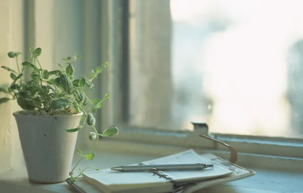 Picture flower, light, plant, window, day, handle, Notepad, notebook, diary, thinking
