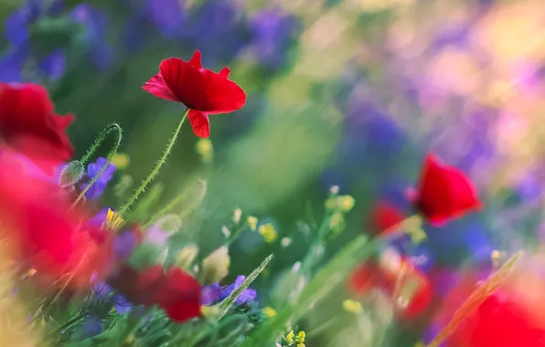 Picture field, leaves, flowers, glare, stems, blur, Maki, red, field, blue, bokeh