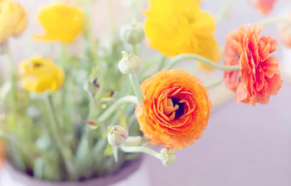 Picture leaves, flowers, bouquet, yellow, petals, vase, orange, buds, buttercups, ranunculus