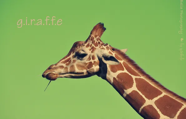 Picture face, background, the inscription, giraffe, neck
