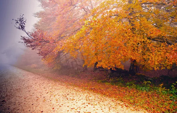 Picture road, autumn, nature, fog, tree