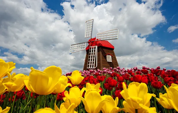 Picture the sky, clouds, flowers, nature, spring, tulips, sky, nature, flowers, clouds, tulips, spring, windmill, windmill
