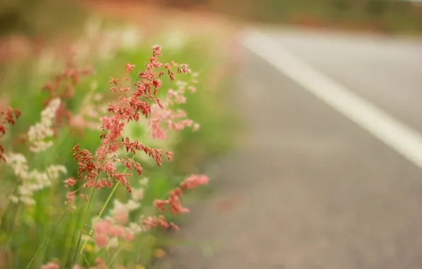 Picture summer, grass, macro, nature, glade, highway, summer, grass, road, nature, meadow, path