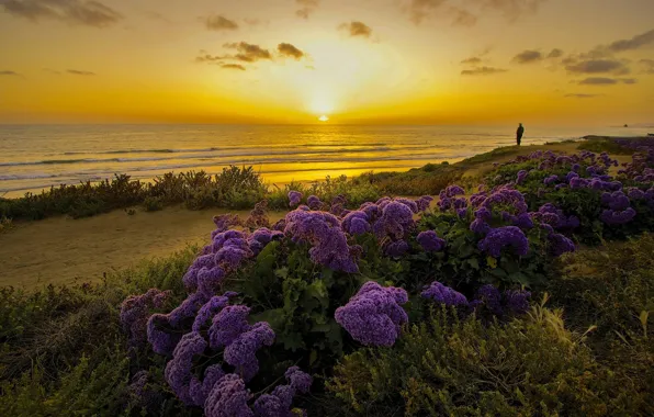 Picture sunset, flowers, the ocean, coast, CA, Pacific Ocean, California, The Pacific ocean