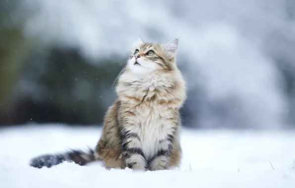 Picture winter, cat, look, snow, cat, winter, snow, kitty, fluffy