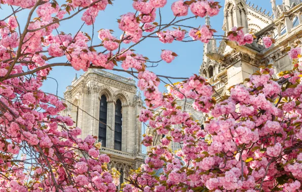 Picture flowers, France, Paris, spring, In The Heart Of Paris Bogomateri