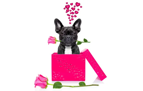 Picture dog, love, rose, heart, dog, romantic, funny, cute