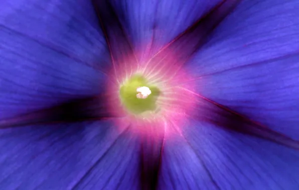 Picture flower, macro, focus, petals, blue, Morning glory