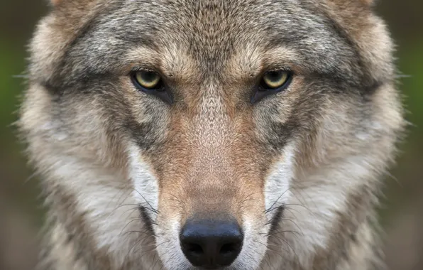 Picture look, face, wolf, predator
