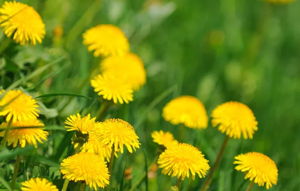 Picture spring, dandelions, blooming
