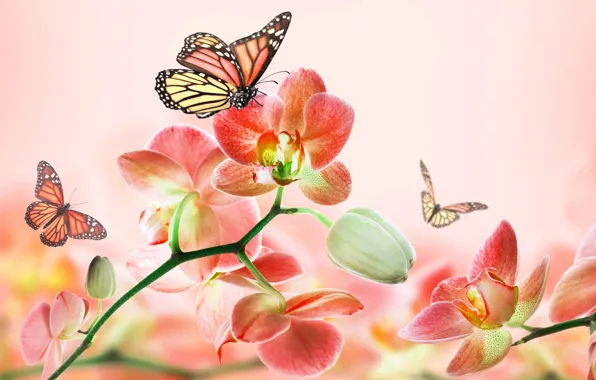 Picture summer, butterfly, flowers, abstraction, background, pink, beauty, art, Orchid, 3d.