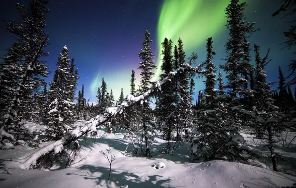 Picture winter, forest, snow, trees, Northern lights, ate, Alaska, Alaska, Denali National Park, Denali national Park