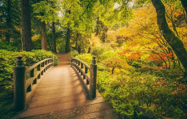 Picture autumn, trees, Park, Oregon, Portland, the bridge, Japanese garden, Oregon, Portland, Portland Japanese Garden