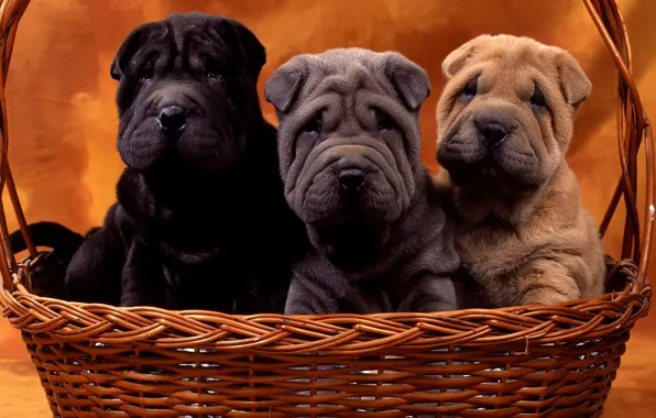 Picture dogs, basket, puppies, Sharpay