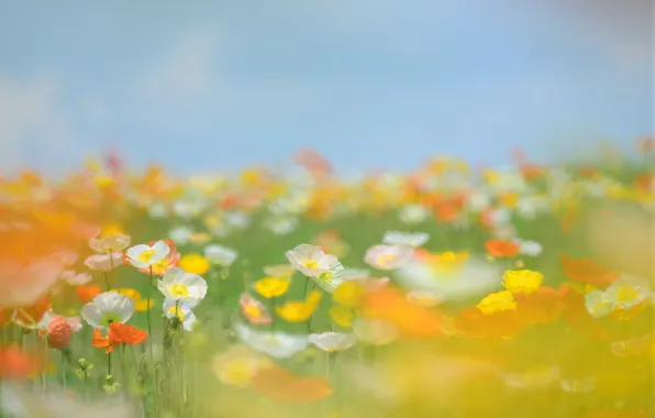 Picture field, summer, the sky, grass, flowers, stems, glade, tenderness, Maki, yellow, blur, white, orange