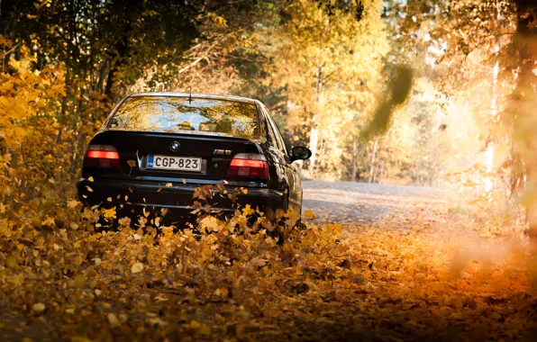 Picture leaves, lights, BMW, BMW, Black, E39, autumn