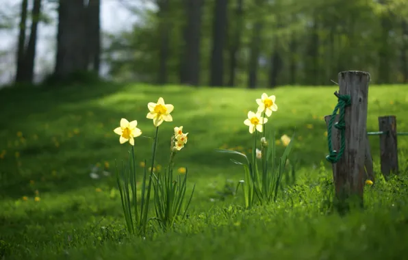 Picture forest, summer, grass, glade, daffodils