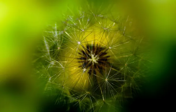 Picture flower, macro, nature, background, dandelion