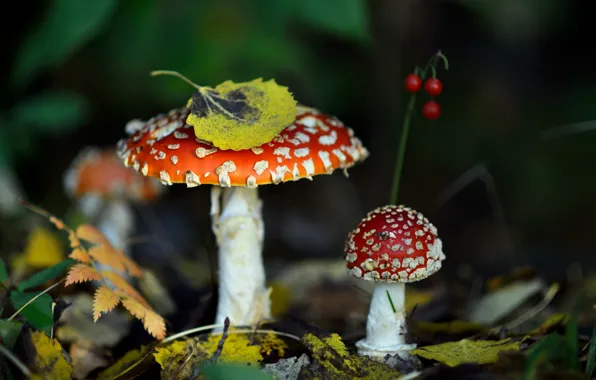 Picture autumn, forest, leaves, nature, mushrooms, mushroom
