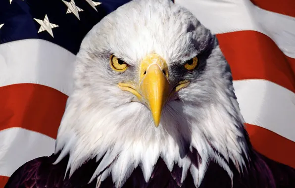 Picture bird, eagle, flag, America, USA