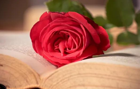 Picture flower, macro, pink, rose, book, red