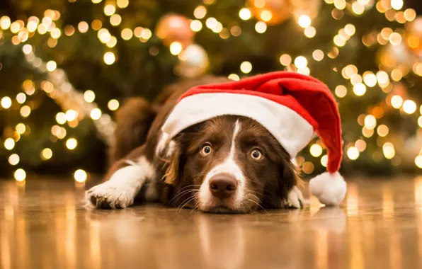 Picture look, face, dog, Christmas, New year, cap