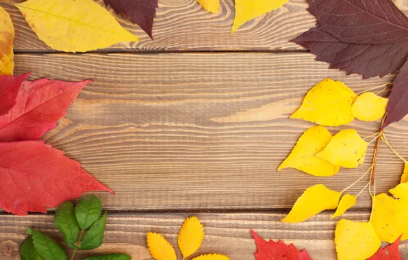 Picture tree, colorful, wood, texture, autumn, leaves, autumn leaves