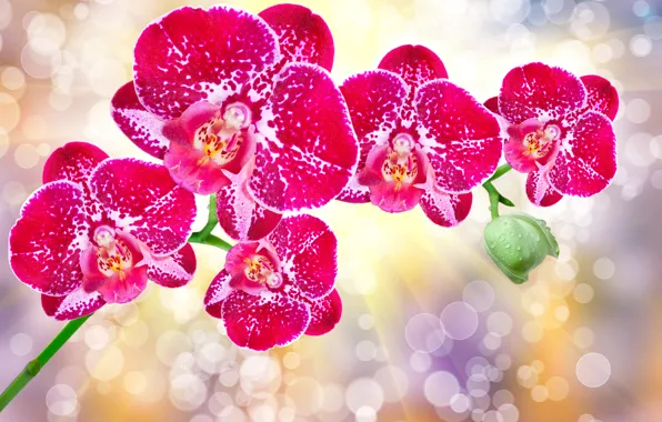 Picture glare, background, orchids, rays of light, bokeh, closeup