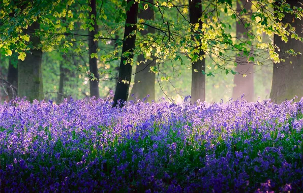 Picture forest, light, trees, flowers, nature, England, spring, May, bells