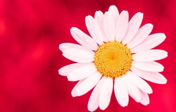 Picture flower, background, petals, Daisy