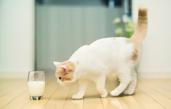 Picture cat, glass, milk, © Ben Torode, Hannah