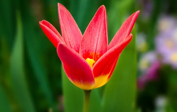 Picture flower, nature, Tulip