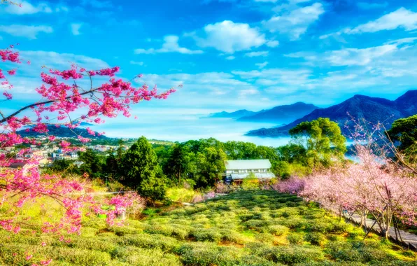 Picture greens, the sky, clouds, trees, landscape, flowers, mountains, spring, Sakura, China, Taiwan
