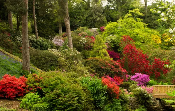 Picture trees, flowers, Park, garden, UK, the bushes, Azalea, Bodnant Gardens Wales