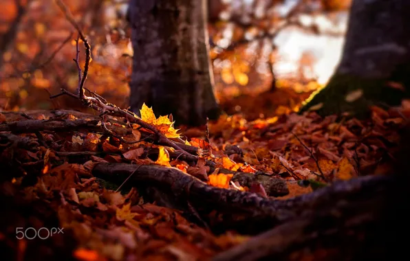 Picture autumn, forest, nature, foliage