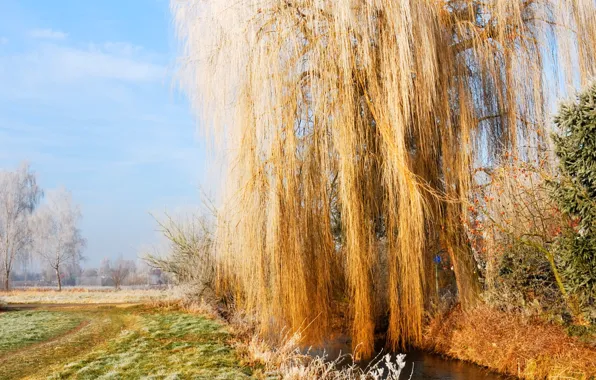 Picture frost, autumn, the sky, grass, IVA