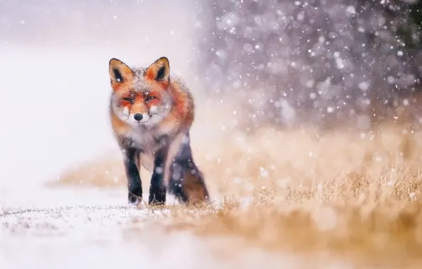 Picture winter, snow, Fox, Fox